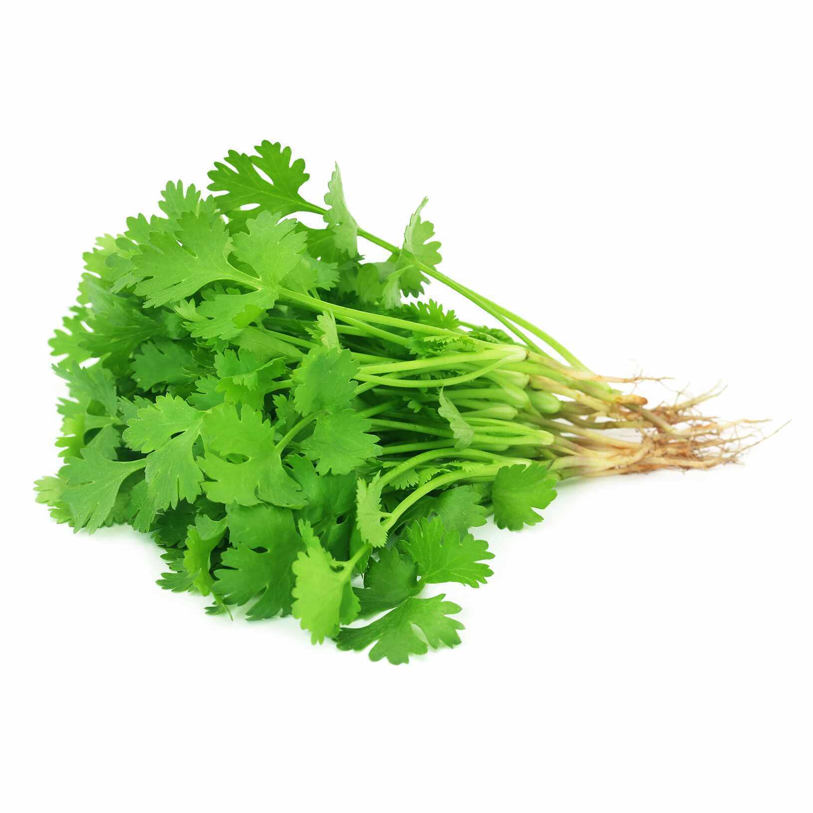 Coriander