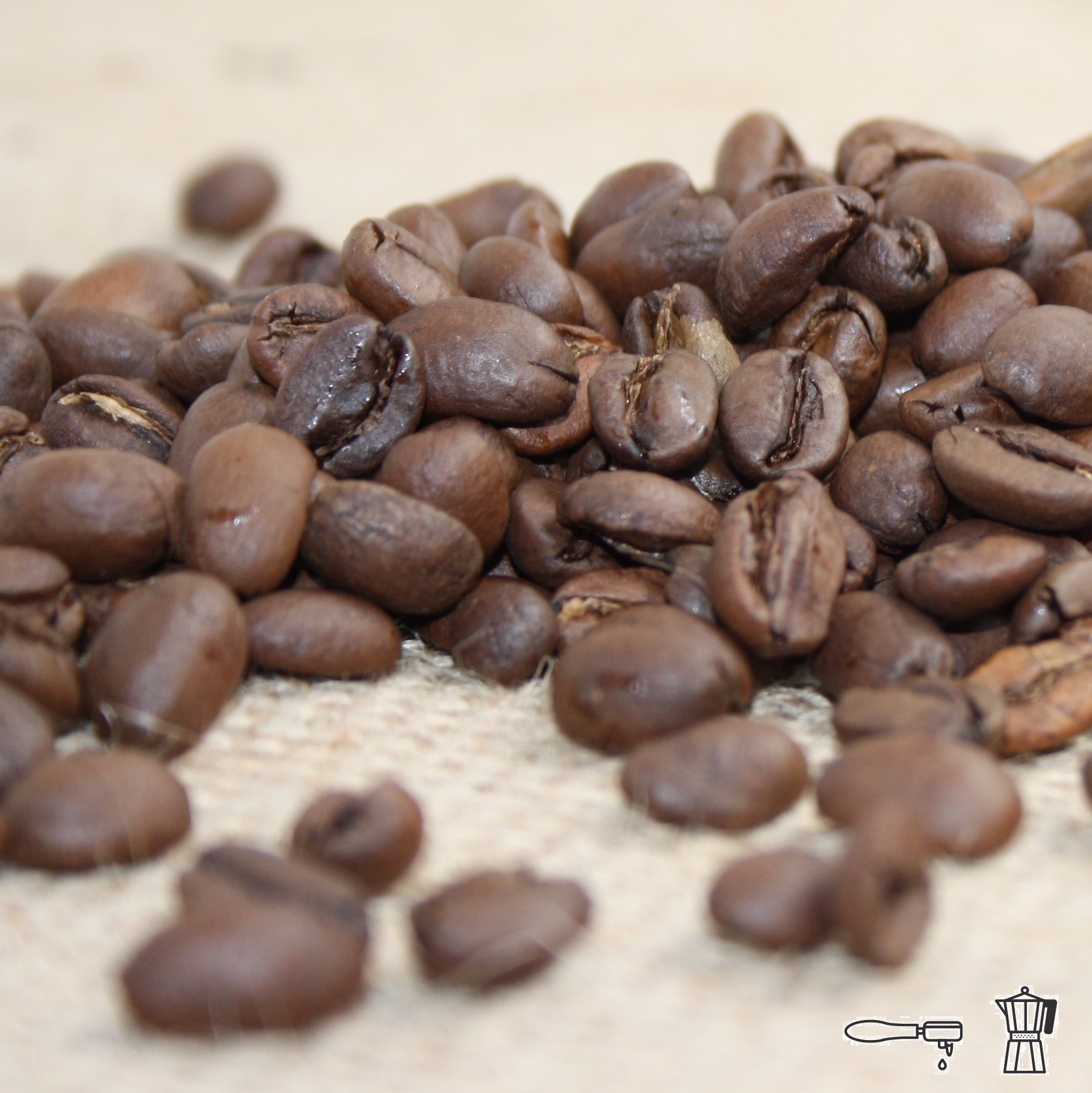 Nicaraguan Maragogype