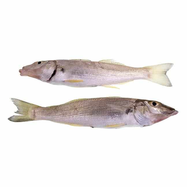 Silver Whiting