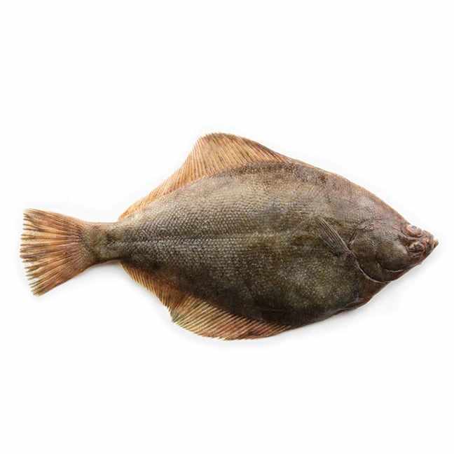 Flounder