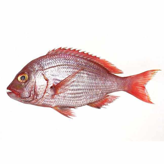 Whole Snapper