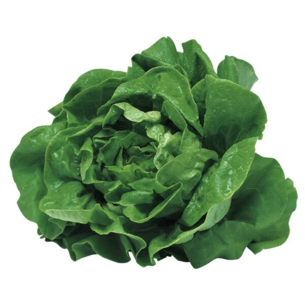 Lettuce - Butter Green