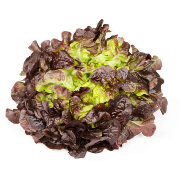 Lettuce - Butter Red