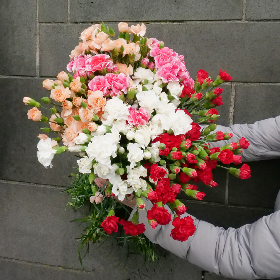 Spray Carnations - Queen Victoria Market