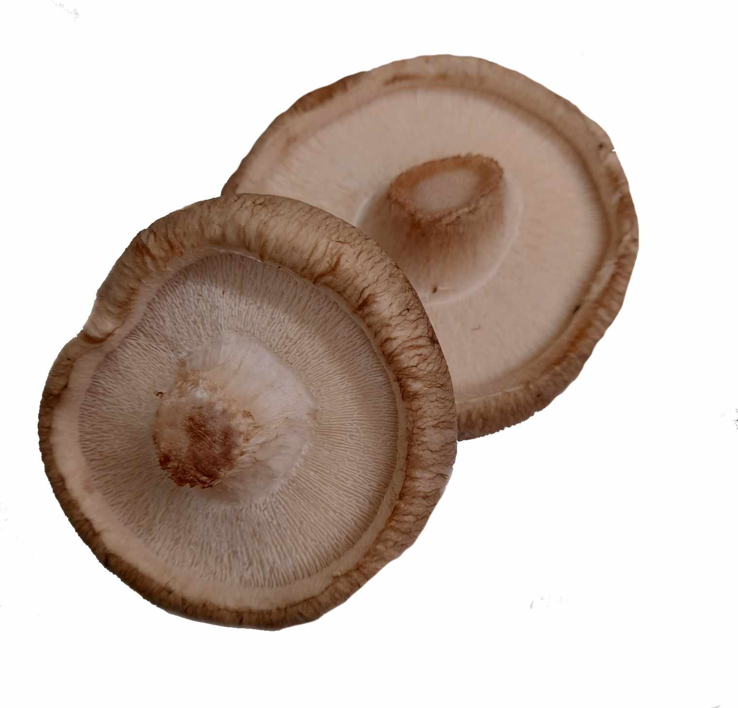Shiitake Mushrooms