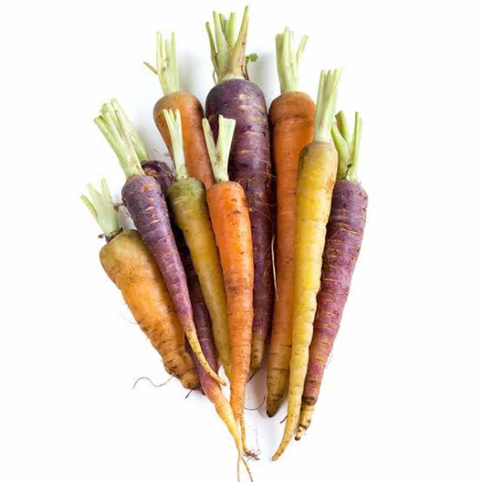 Heirloom Dutch Carrots