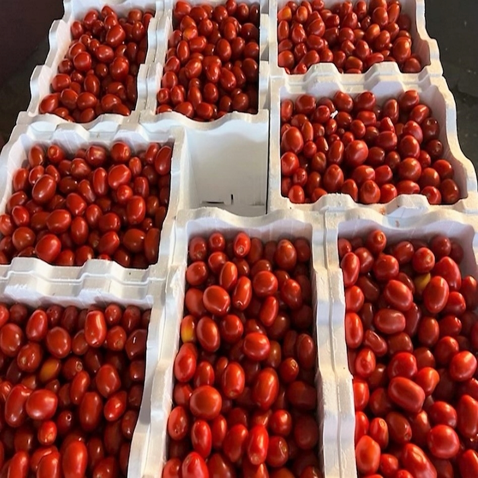 Sauce Tomatoes