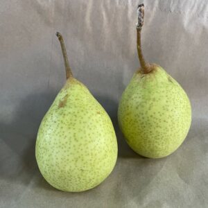 Ya Li Pear