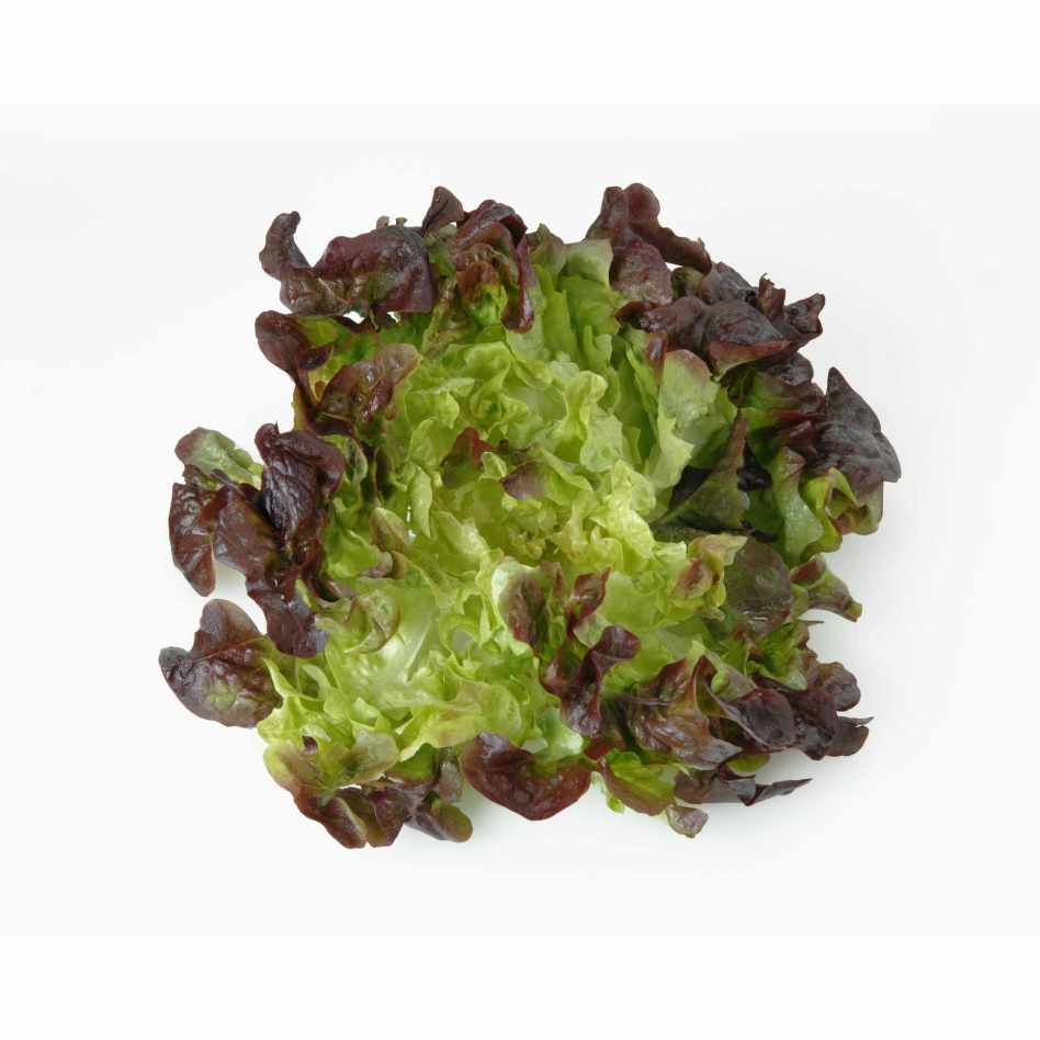 Lettuce - Oakleaf Combo