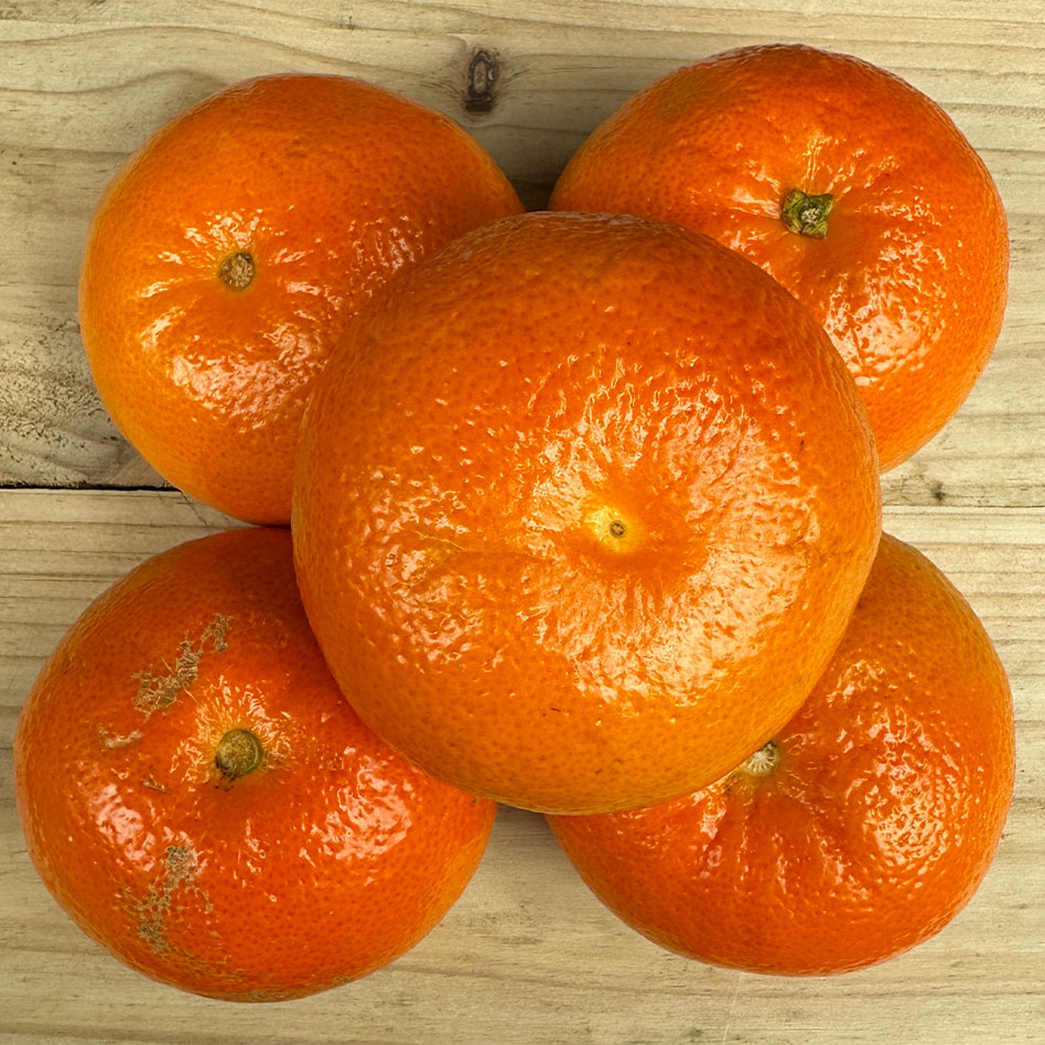 Seville Oranges