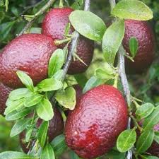 Blood Lime