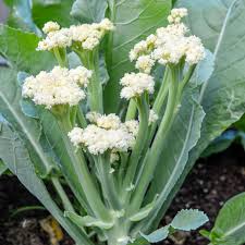 Caulifower Blossom