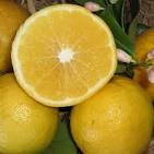 Lemonade Fruit