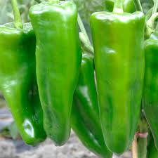Premium Green Bullhorn Capsicum