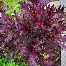 Red Kale