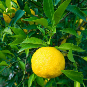 Yuzu
