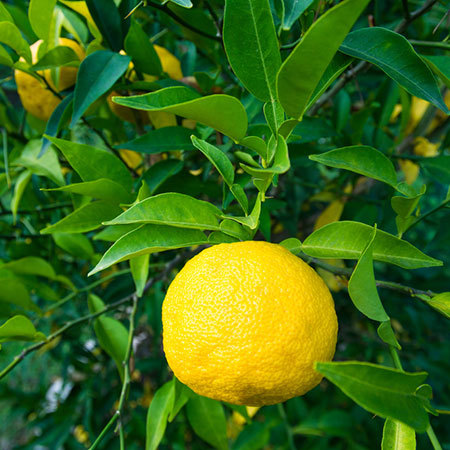 Yuzu