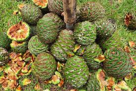 Australian Native Fruit Bunya Nuts
