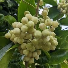 Australian Native Fruit Lemon Aspen - Image 2