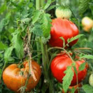Heirloom Tomatoes