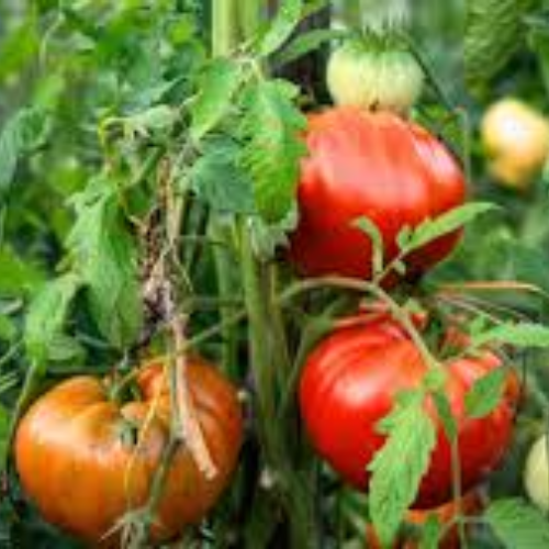 Heirloom Tomatoes