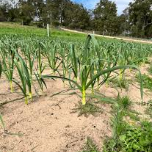 Aussie Garlic