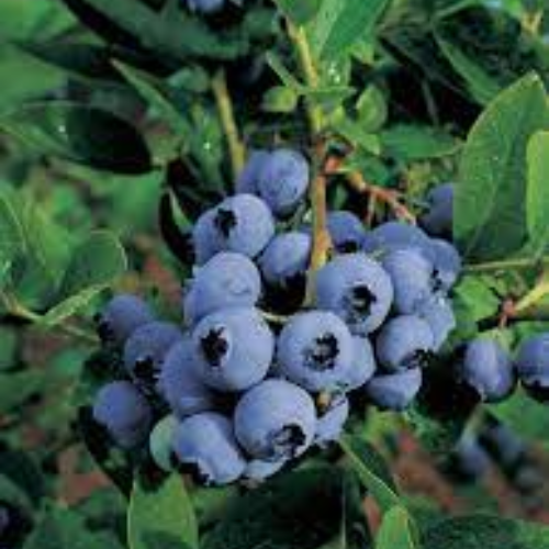 Premium Blueberry