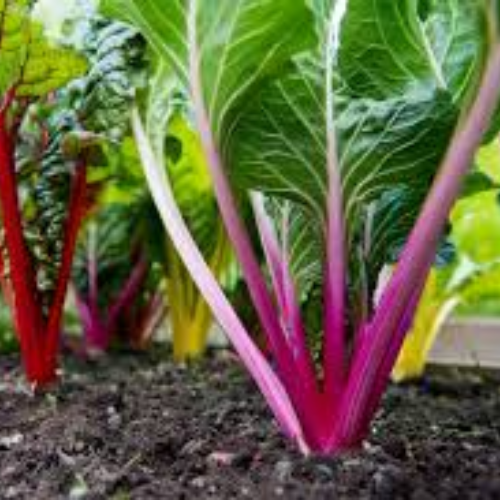 Rainbow Chard