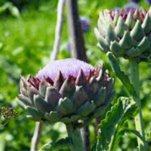 Artichoke Hearts