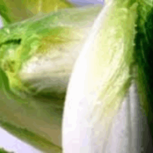 witloff (Belgian Endive)