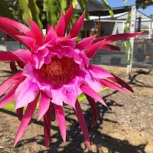 Premium Jumbo Dragon fruit - Image 2