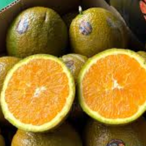Dolce navel/chooclate Orange - Image 2