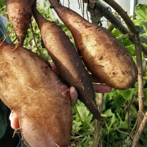 Yacon (ground apple)