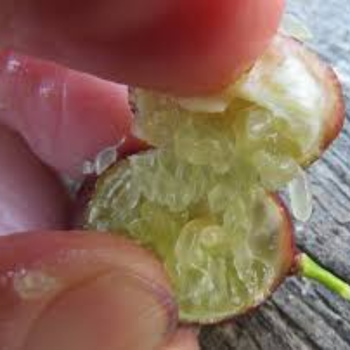 Blood Lime - Image 2