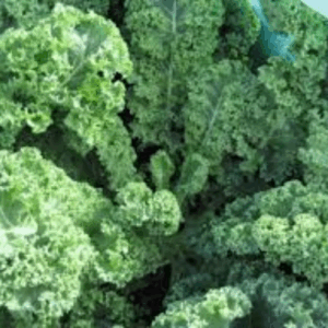 Certified Organic Green Kale