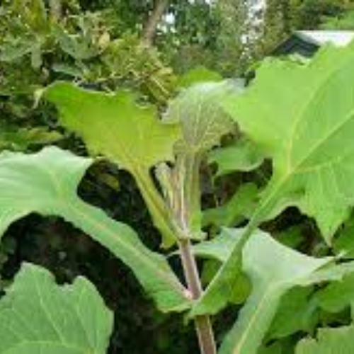 Yacon (ground apple) - Image 2