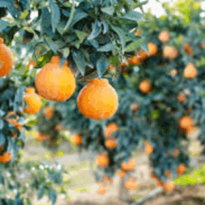 Dekopon Mandarin