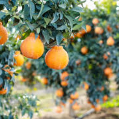 Dekopon Mandarin