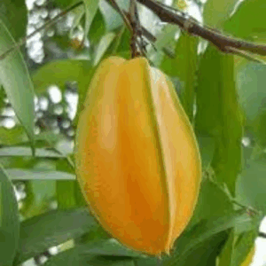 Star Fruit