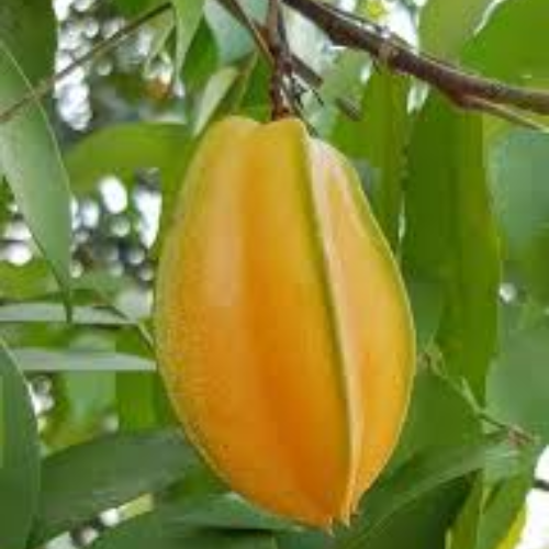 Star Fruit