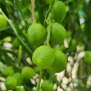 Austraian Native Fruit Desert Limes