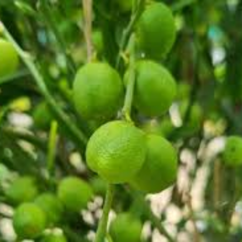Austraian Native Fruit Desert Limes