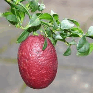 Australian Native Fruit Blood Lime
