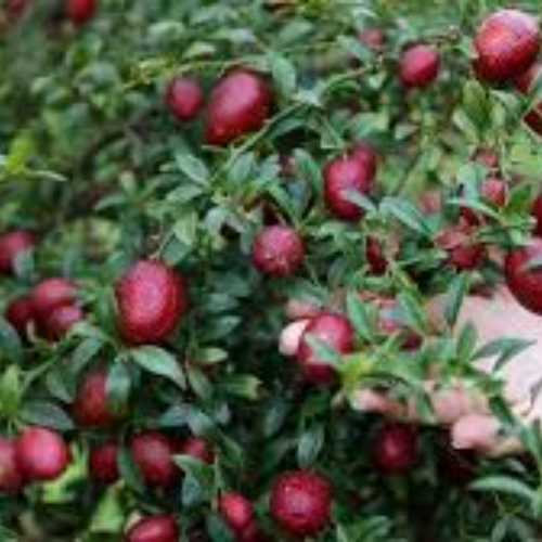 Australian Native Fruit Blood Lime - Image 2