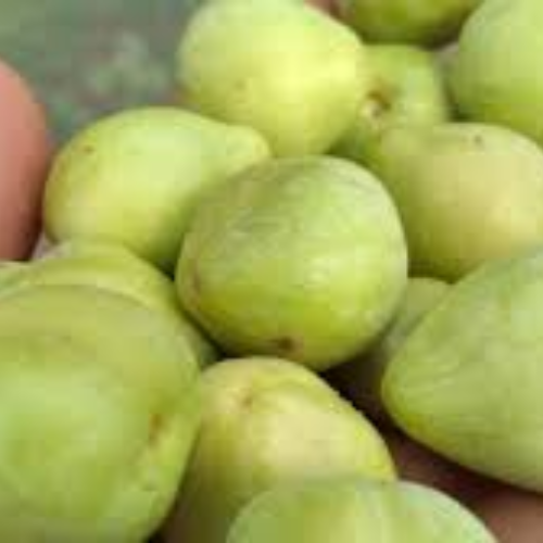 Australian Native Fruit Kakadu Plum - Image 2