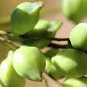 Australian Native Fruit Kakadu Plum