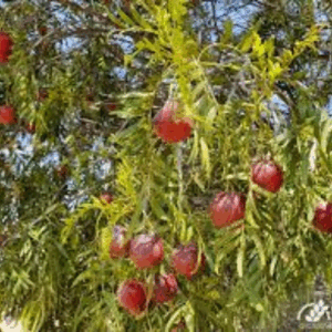 Australian Native Fruit Emu Apples(Berries)