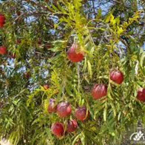Australian Native Fruit Emu Apples(Berries)