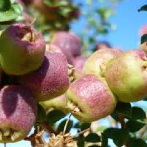 Australian Native Fruit Emu Apples(Berries) - Image 2