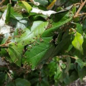 Australian Native Green Tree Ants